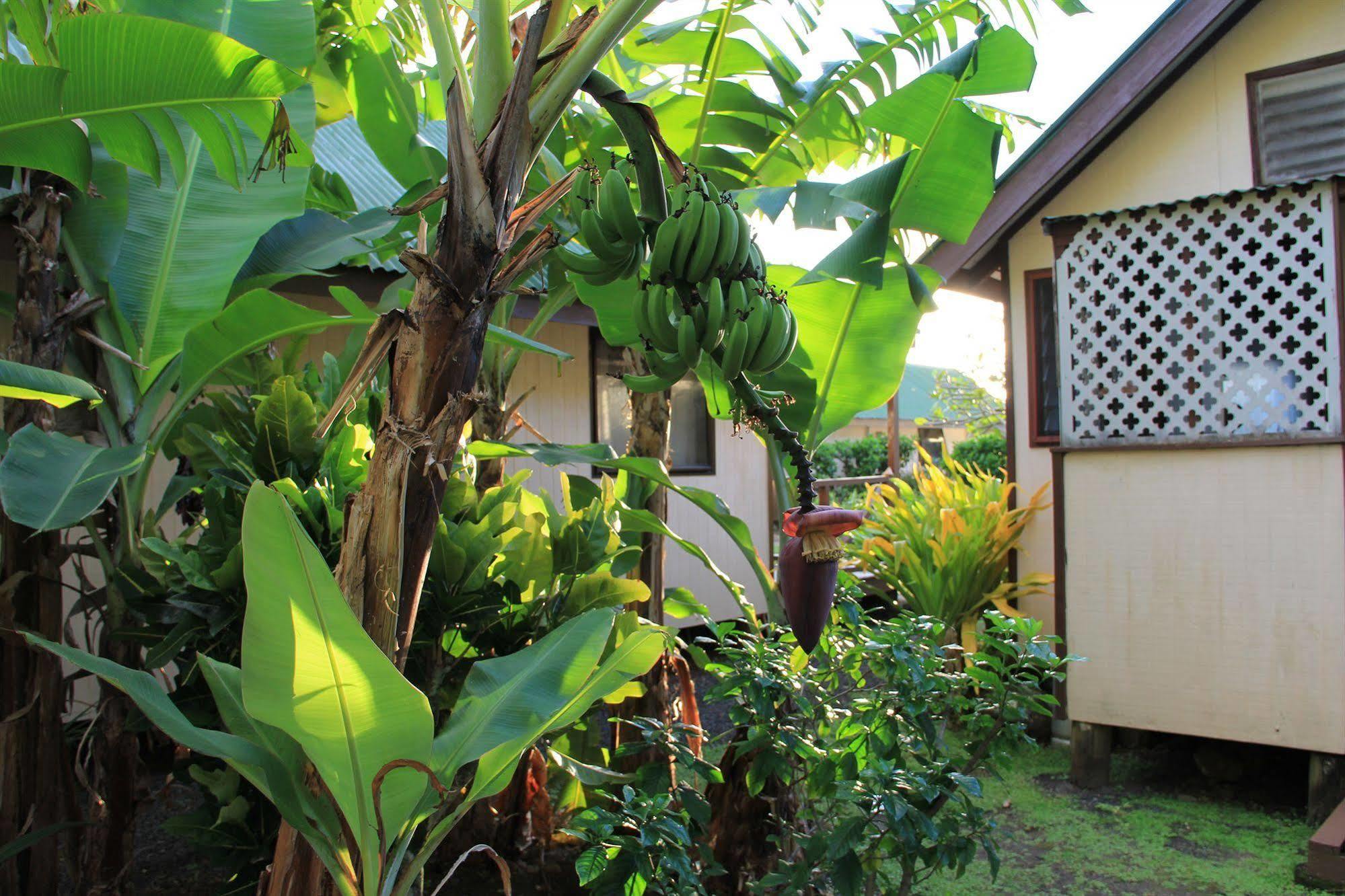 Aroko Bungalows Villa Avarua Exterior foto